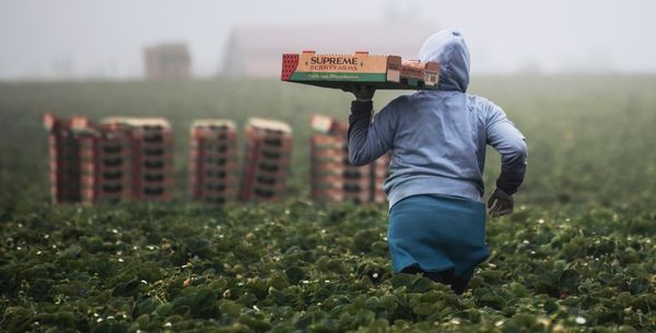 Federal Government Failed Migrant Workers During Pandemic, Auditor General Finds